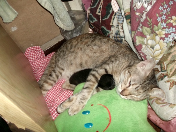 Cutie sleeping in heavenly peace with her baby kitten Gatsby